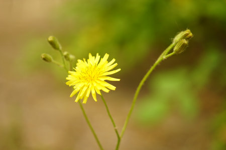 Cute yellow flowers grows in sunny summer garden.の写真素材