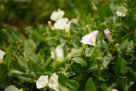 White flowers birch bindweed grow in the garden.の写真素材