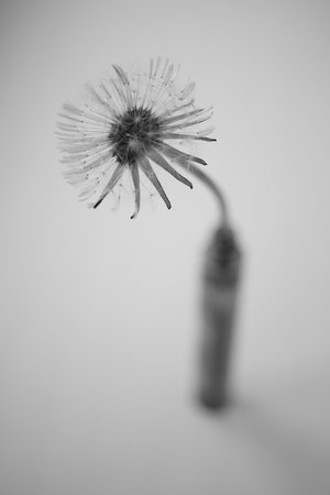 Dandelion flower in a thin vase on the windowsill. bw photoの写真素材