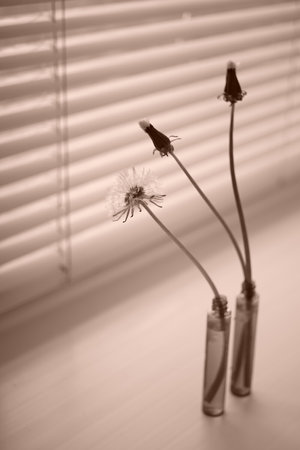Three dandelion flowers in a thin vases on the windowsill. Sepia photoの写真素材