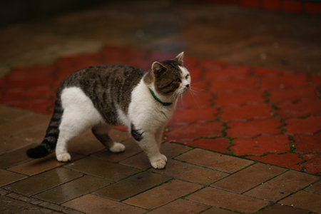 Tabby white big cat in a collar walk on a wet tiled pavement.の写真素材