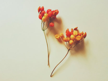 Two hawthorn branches with dry red berries.の写真素材