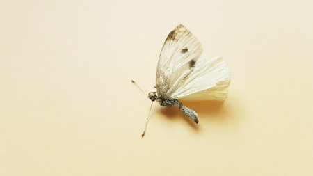 Dry white spotted butterfly on the beige table.の写真素材