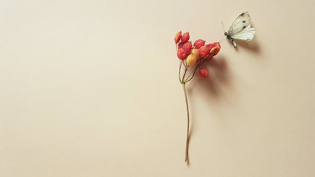Dry white spotted butterfly and hawthorn berries on the beige table.の写真素材