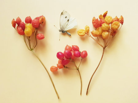 White spotted butterfly and hawthorn branches with berries on the beige table.の写真素材