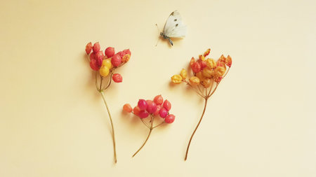 White spotted butterfly and hawthorn branches with berries on the beige table, still life.の写真素材