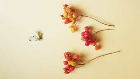 White spotted butterfly and hawthorn branches with berries on the beige table.の写真素材