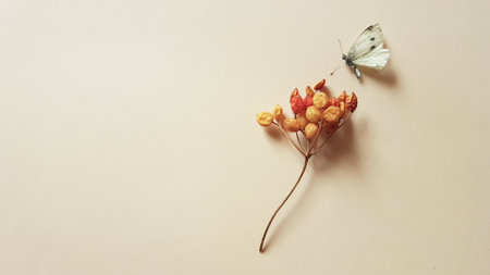 White spotted butterfly and dry hawthorn branch with berries on the beige table.の写真素材