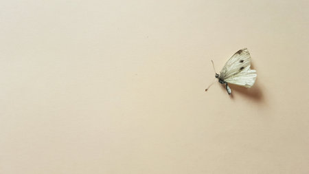 Dry white spotted butterfly on the beige table.の写真素材