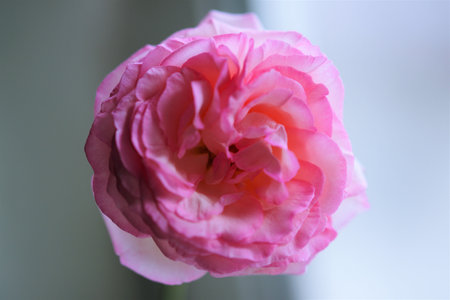 Pale pink rose flower closeup on bright background.の写真素材