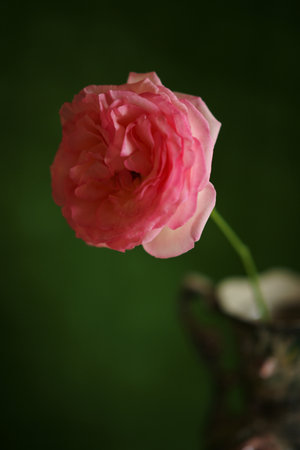 Pale pink rose flower closeup in ceramic vase on green background.の写真素材