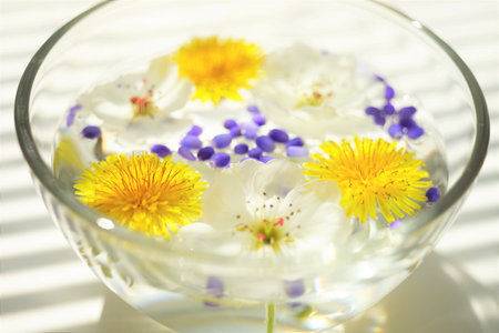 Yellow dandelions, white blooming flowers floating in a bowl of water on a sunny white table.の写真素材