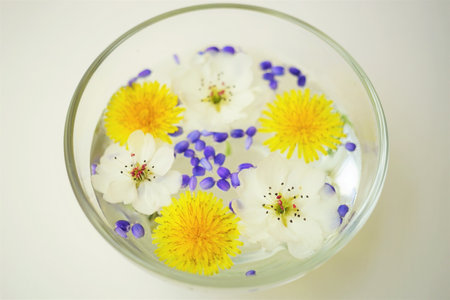 Yellow dandelions, white blooming flowers floating in a bowl of water on a white table.の写真素材