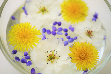 Yellow dandelions, white blooming flowers floating in a bowl of water on a sunny white table.の写真素材