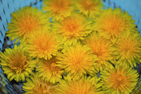 Yellow dandelions flowers floating in a blue glass bowl of water.の写真素材