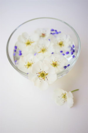 Yellow dandelions, white blooming flowers floating in a bowl of water on a sunny white table.の写真素材