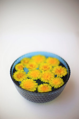 Yellow dandelions flowers in a blue glass bowl on white table.の写真素材