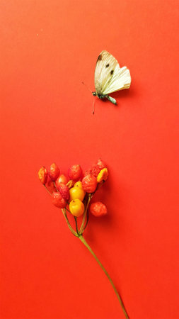 Dry white spotted butterfly and hawthorn berries on the red table.の写真素材