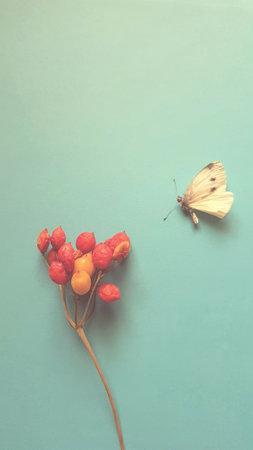 Dry white spotted butterfly and hawthorn berries on the blue table.の写真素材