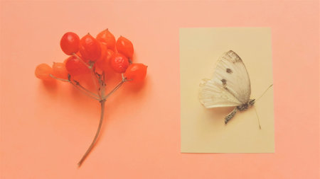 Dry white spotted butterfly on white paper and hawthorn berries on the pink table.の写真素材