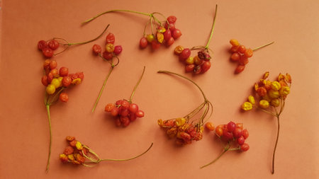Hawthorn branch with dry red berries on the orange table.の写真素材