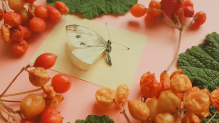 White butterfly and hawthorn branches with dry red berries on the pink table.の写真素材