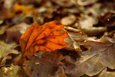 Brown oak leaf closeup on the autumn road in forest.の写真素材