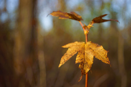 Brown autumn leaf on a branch in sunny forest.