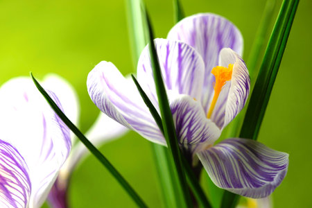 Closeup purple crocus flowers on natural green background.の写真素材