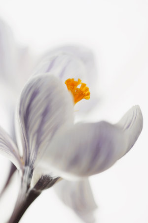 Purple crocus flowers on bright white background.の写真素材