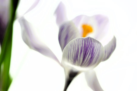 Closeup purple crocus flower on white background.の写真素材