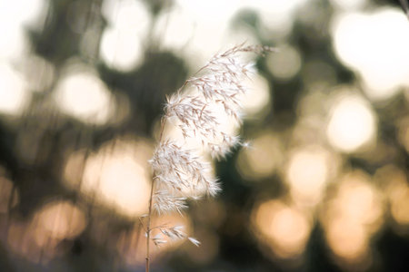Fluffy reed grass head in natural blurred background at sunset.の写真素材