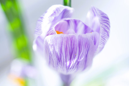 Closeup purple white crocus flower bud.の写真素材