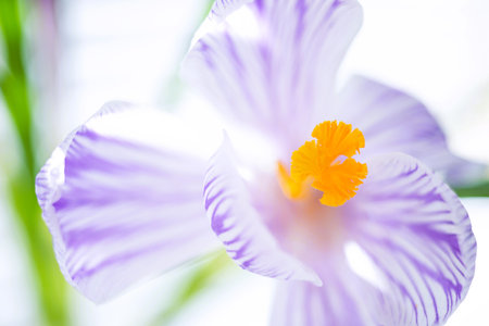 Purple white crocus flower closeup open bud with orange stamens and pistils. Macro art photoの写真素材
