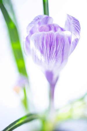 Purple white crocus flower close-up open bud.の写真素材