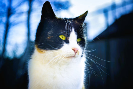 Maneki neko cat sitting outdoor, closeup face in blue magical evening.の写真素材