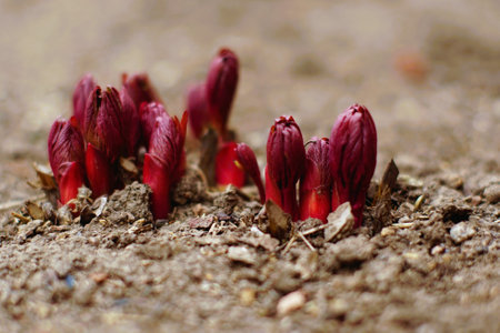 Young red sprouts peony flowers grow in the ground. Closeup flower buds in soil.の写真素材
