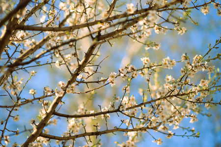 Almond tree branches with big white flowers in blue sky background.の写真素材