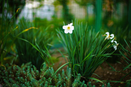 White daffodil blooms in spring garden. Narcissus flowers.の写真素材