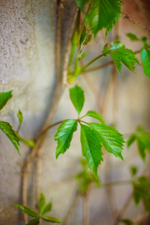 Fresh green wild grape leaves grow near wall.の写真素材