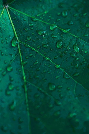 Fresh green grape leaf with rain drops, macro photo