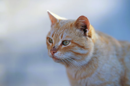 Cute ginger cat closeup portrait with dirty face.の写真素材