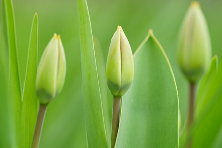 Three green young tulips grow in the spring garden, side viewの写真素材