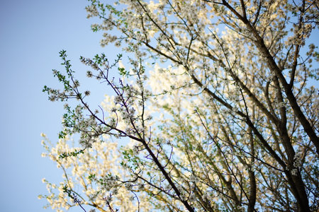 Almond tree with white blooming flowers in blue sky backgroundの写真素材
