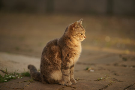Gray fluffy cat sitting in outdoor at sunset.の写真素材