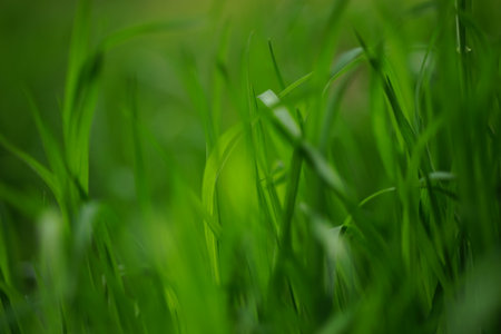 Natural floral background vivid green grass in summer.の写真素材