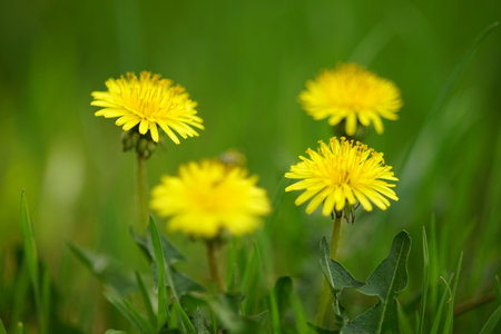 Yellow dandelion flowers in green grass background.の写真素材