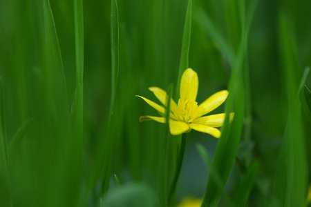 Yellow marsh marigold flowers grow in a sunny spring field.の写真素材