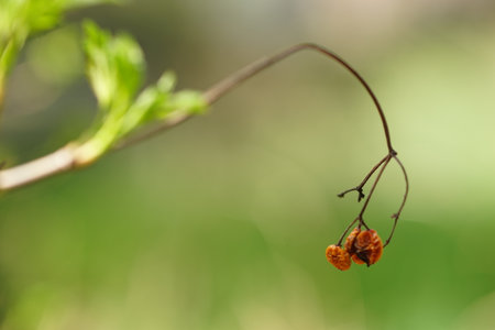 Hawthorn bush branches with red berries in summer garden.の写真素材