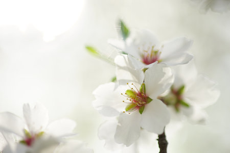 Closeup almond tree branch with big white flowers.の写真素材